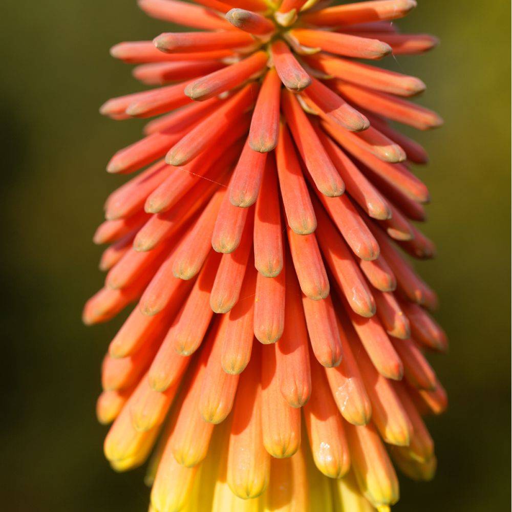 Kniphofia uvaria 'Grandiflora' Théma: les insolites - Tison de Satan (Tritoma) - Image 1