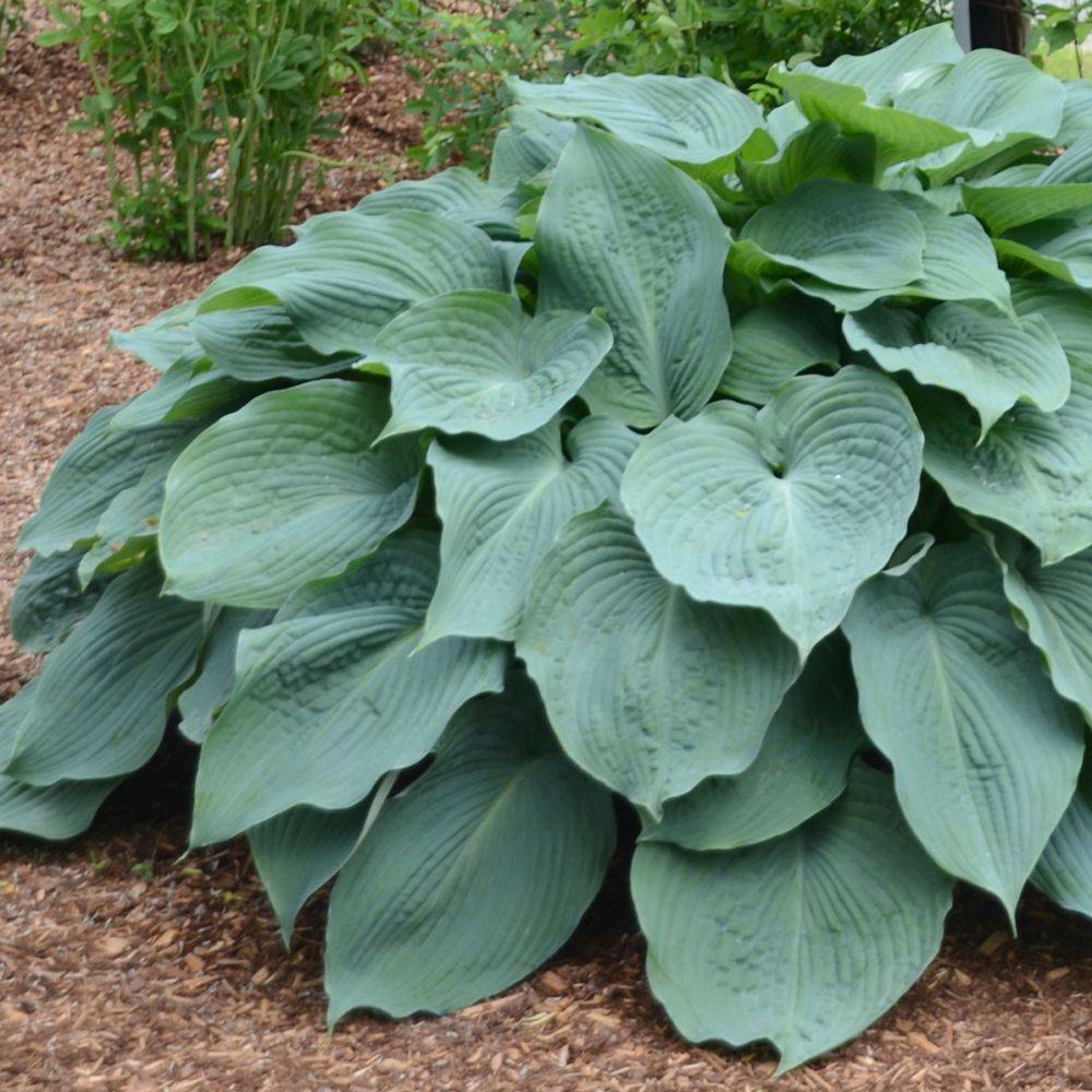 Hosta 'Blue Angel' - Image 3