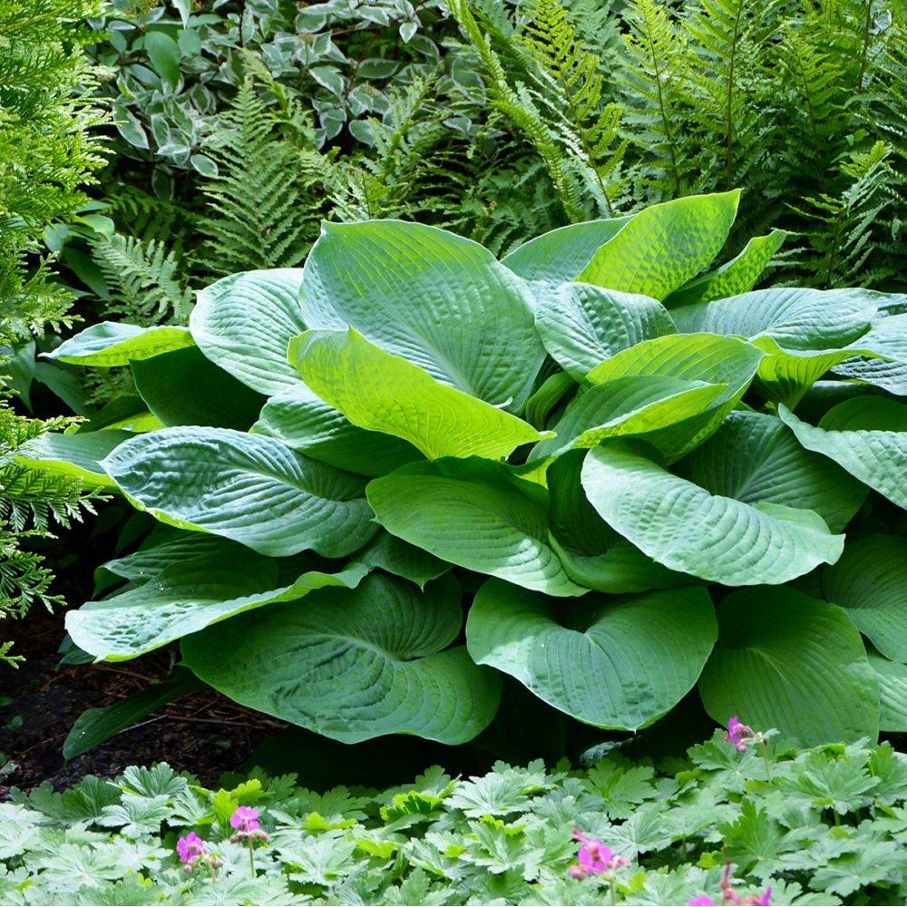 Hosta 'Blue Angel'