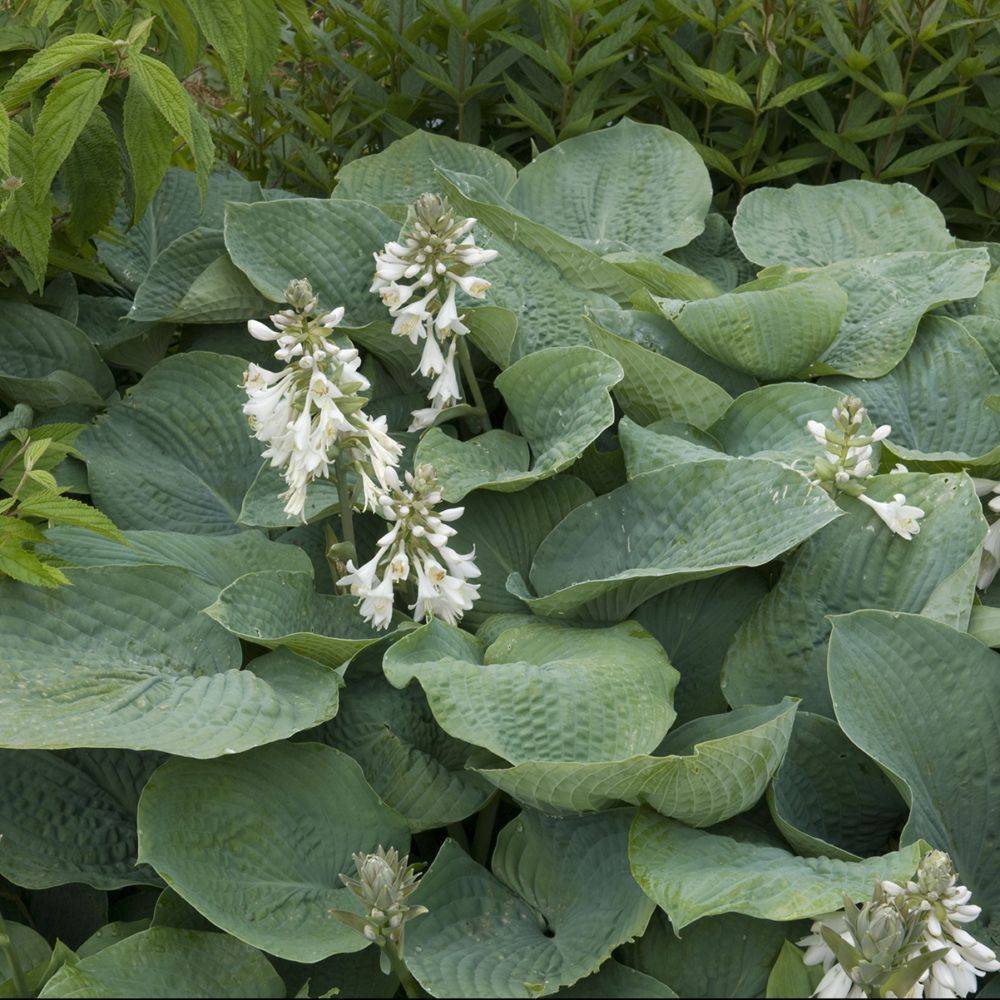 Hosta 'Blue Angel' - Image 6