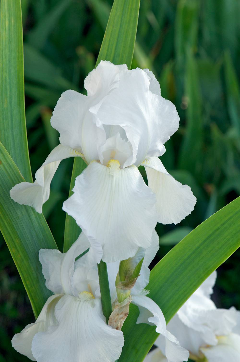 Iris germanica 'Glacier' - Iris des jardins