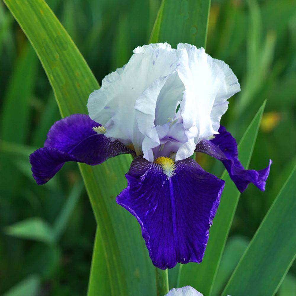 Iris germanica 'Night Edition' - Iris des jardins - Image 1