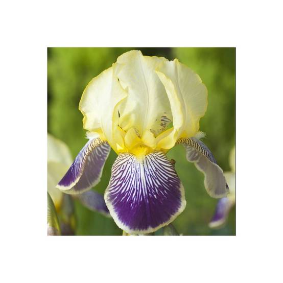 Iris germanica 'Stellata' - Iris des jardins - Image 1
