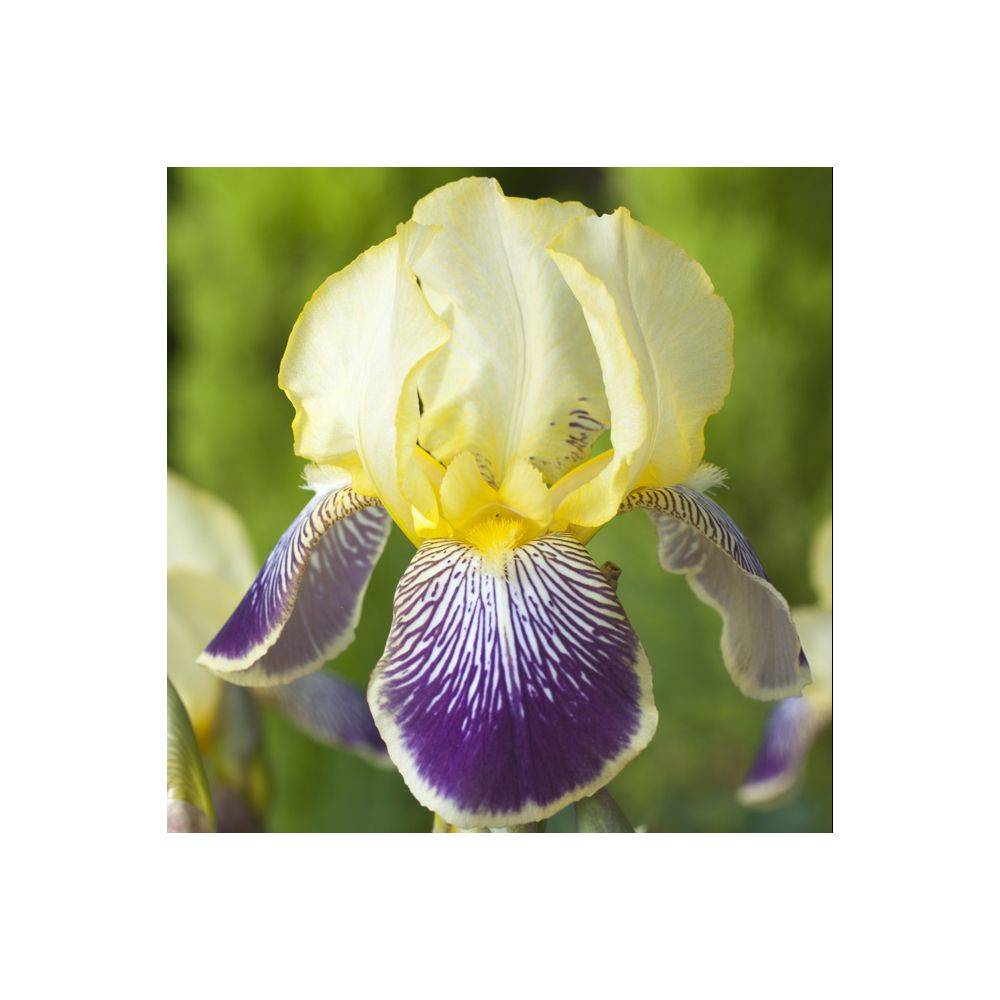 Iris germanica 'Stellata' - Iris des jardins - Image 1