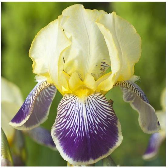 Iris germanica 'Stellata' - Iris des jardins - Image 4