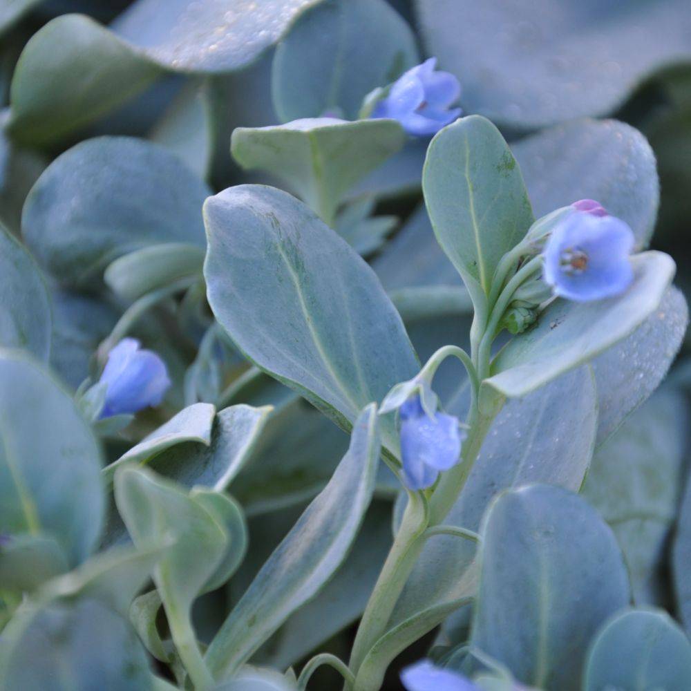 Huitre vegetale - Prêt à consommer - Image 9