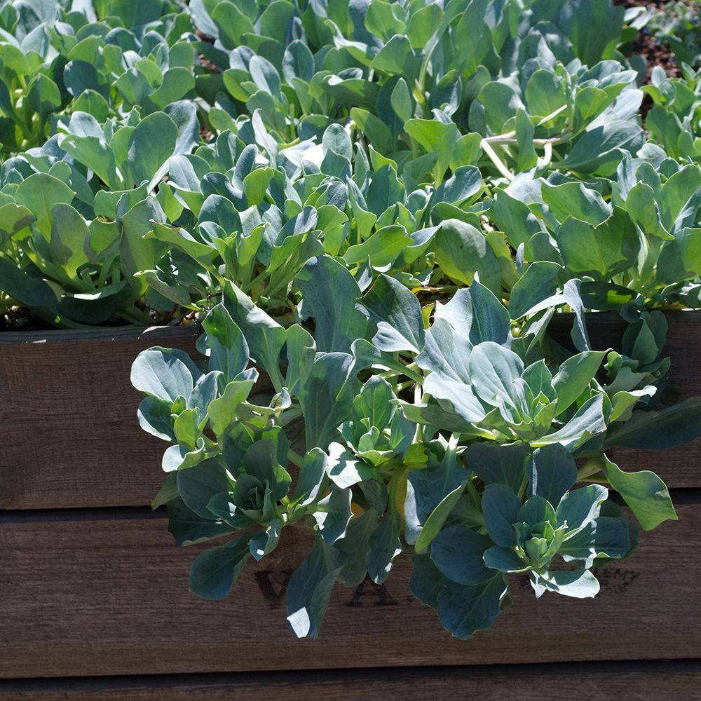 Huitre vegetale - Prêt à consommer - Image 10