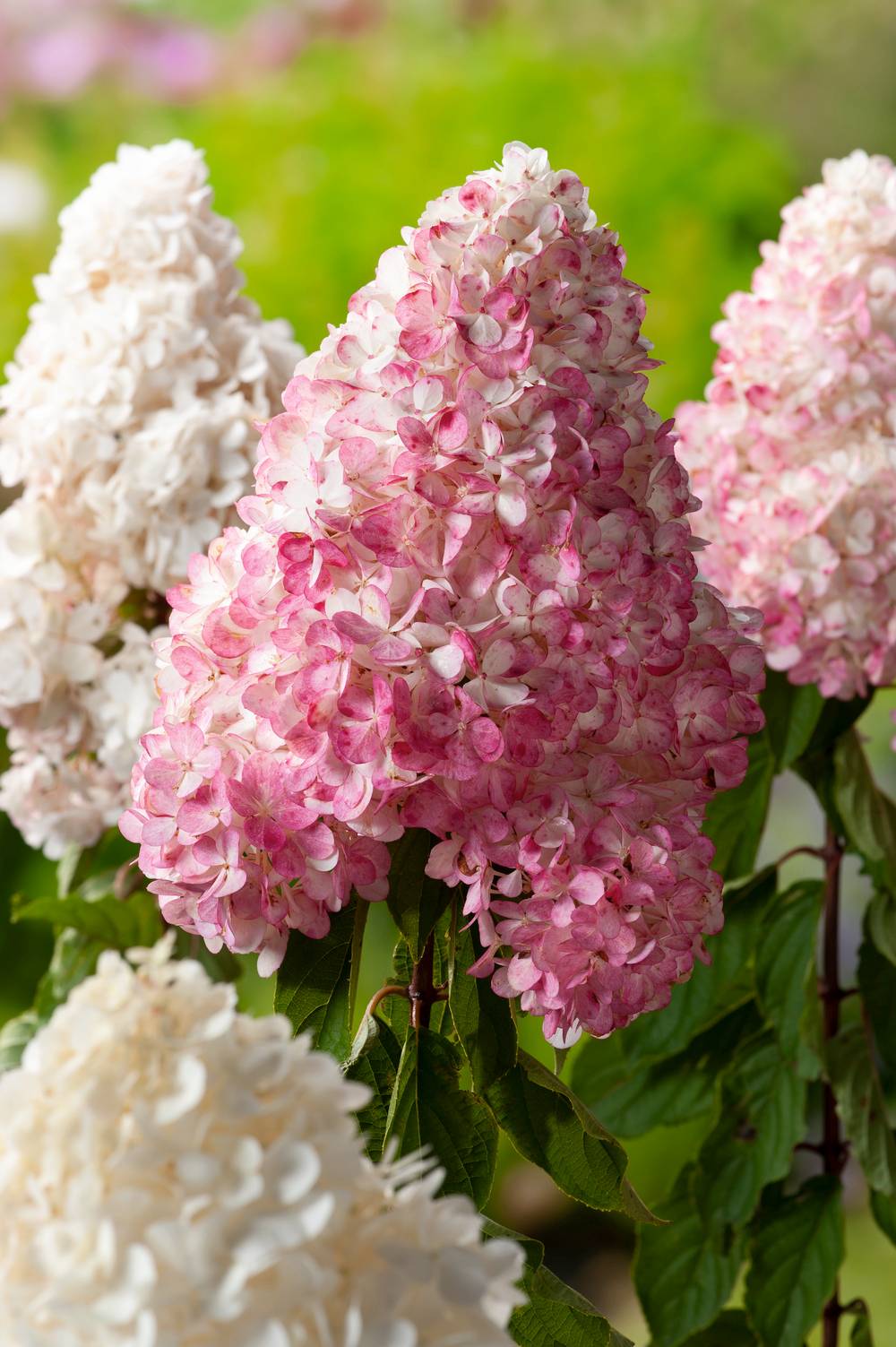 HYDRANGEA paniculata Vanille Fraise® 40/50 C4L