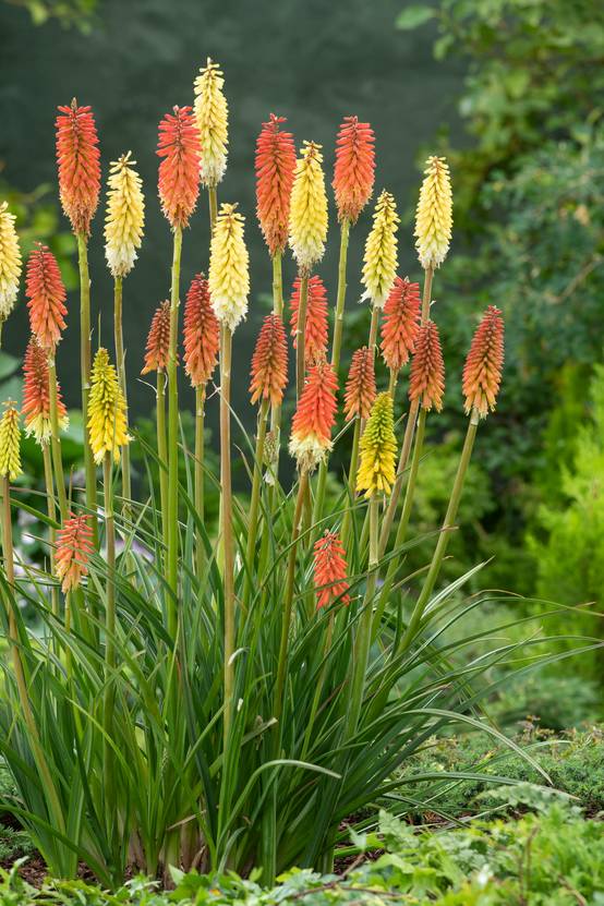 Kniphofia 'Papaya Popsicle' - Tison de Satan (Tritoma)