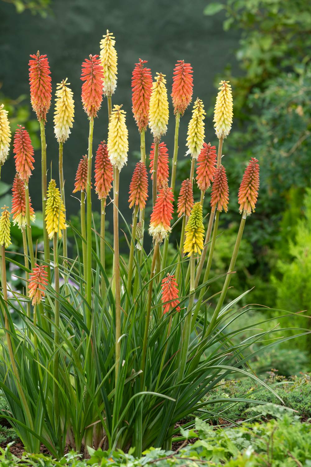 Kniphofia 'Papaya Popsicle' - Tison de Satan (Tritoma)