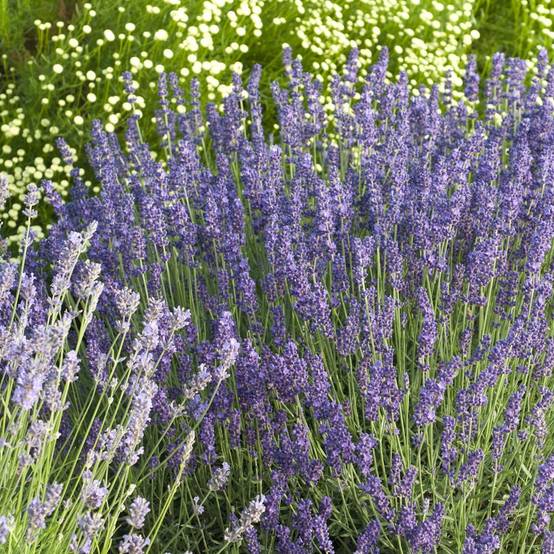 Lavande officinale 'Hidcote blue' - Lavande vraie - Image 3