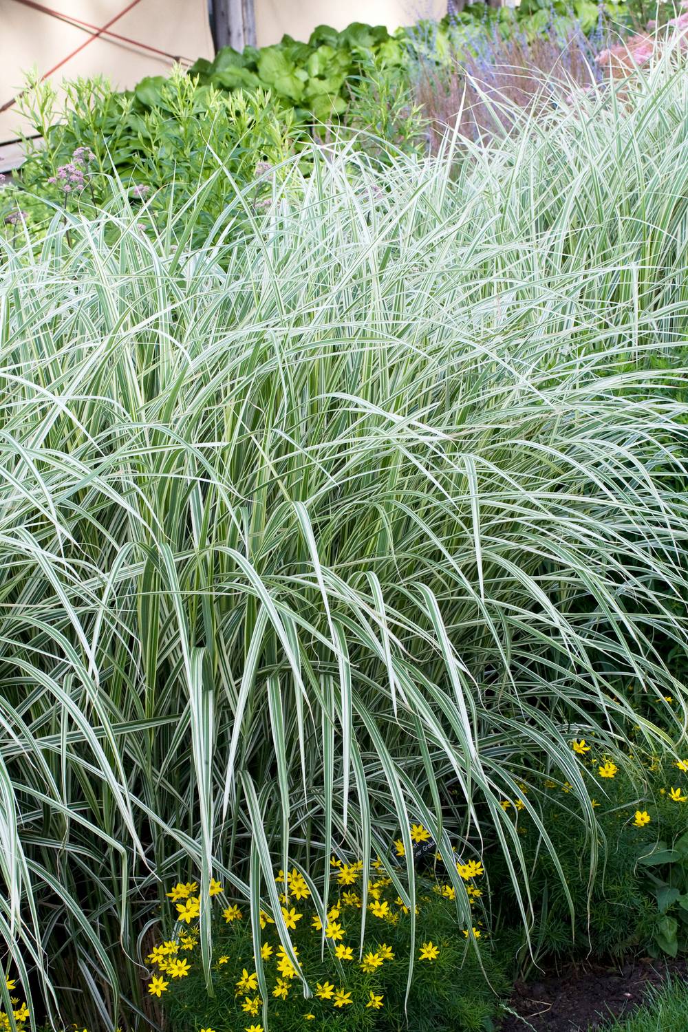 Miscanthus sinensis 'Cute One' - Graminée Roseau de Chine