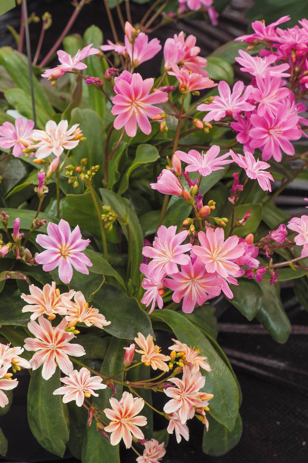 Lewisia cotyledon
