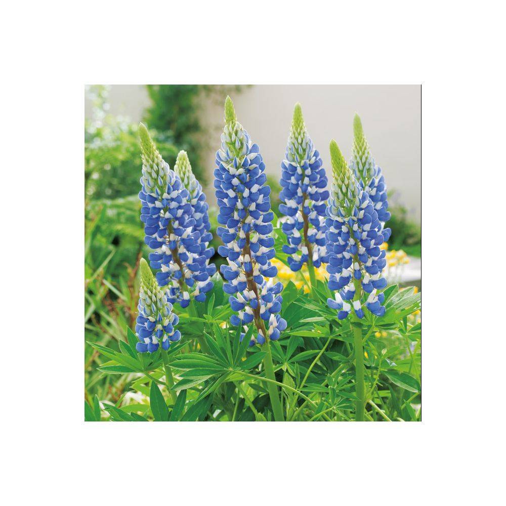 Lupinus 'Gallery Blue' - Lupin - Image 1