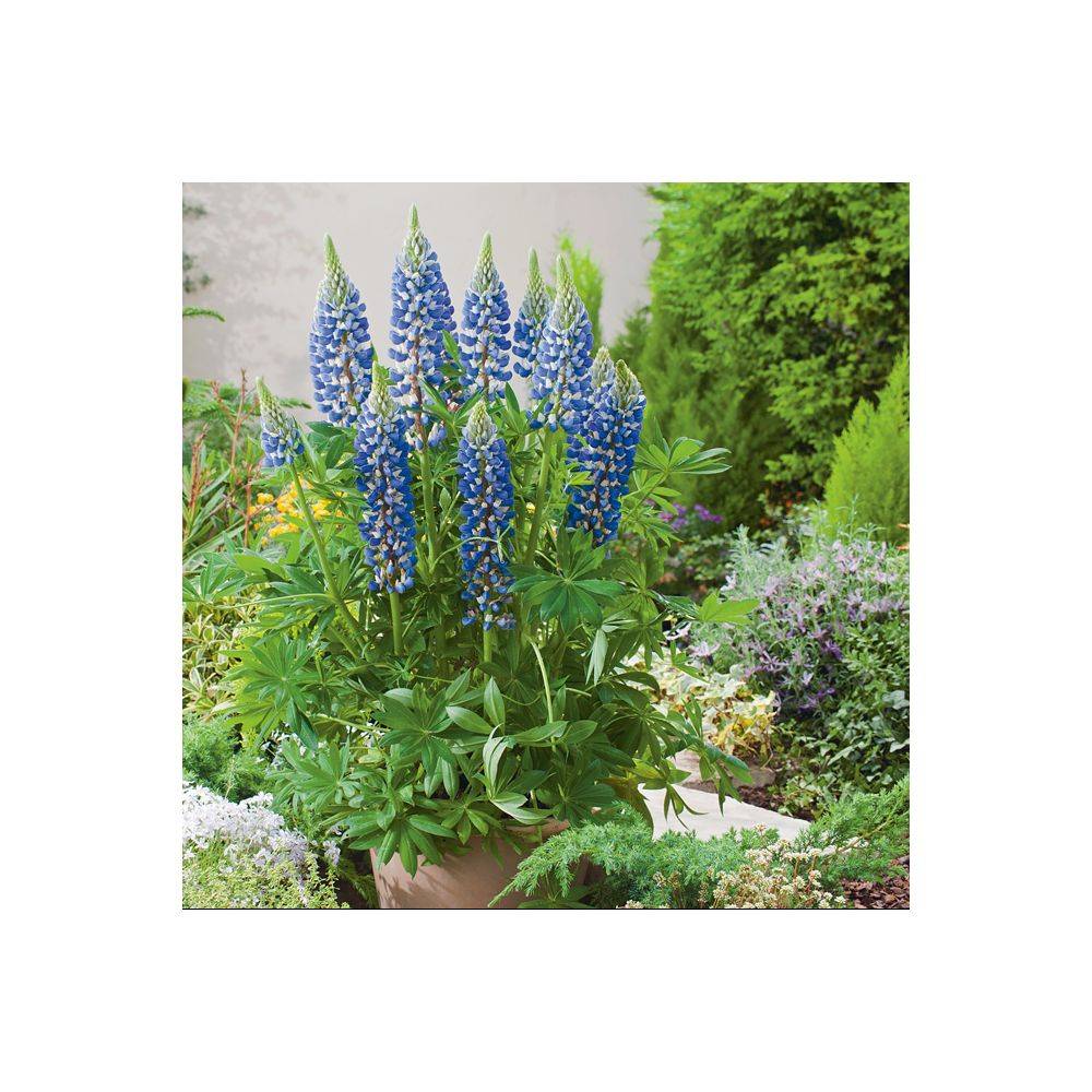 Lupinus 'Gallery Blue' - Lupin - Image 2