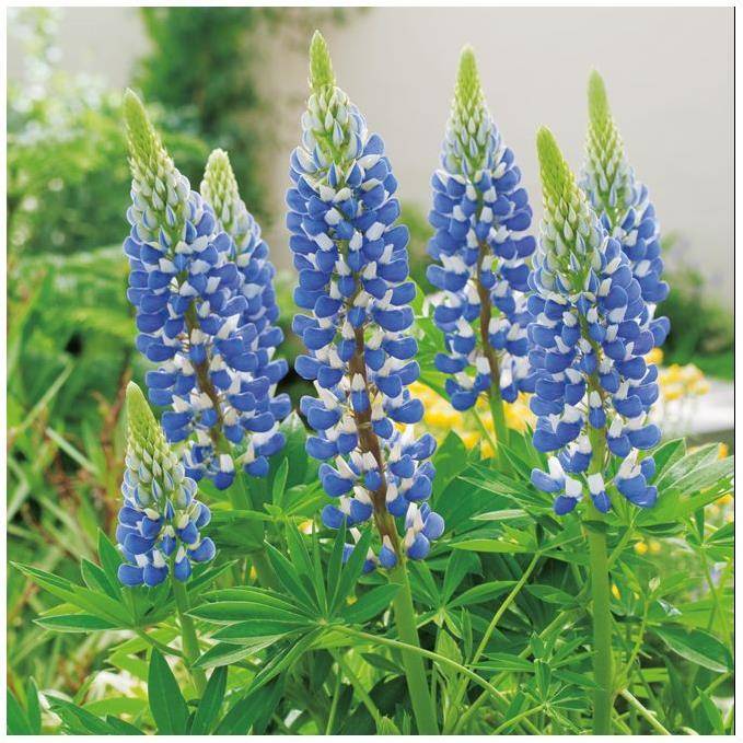 Lupinus 'Gallery Blue' - Lupin - Image 6