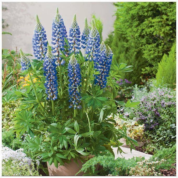 Lupinus 'Gallery Blue' - Lupin - Image 4