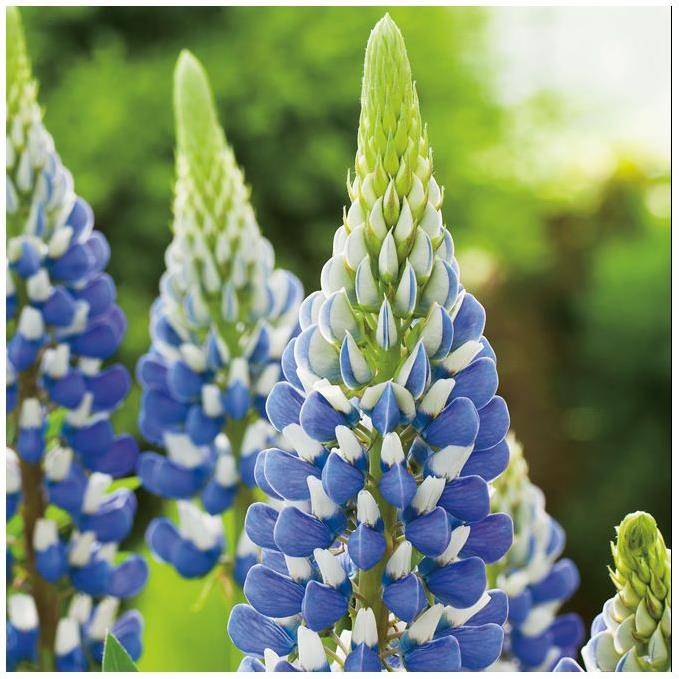 Lupinus 'Gallery Blue' - Lupin - Image 5