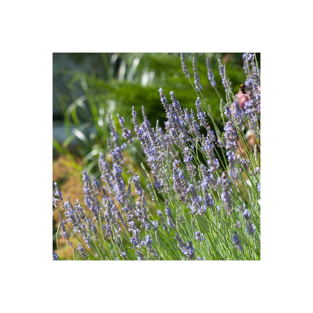 Lavandula intermedia 'Dutch' - Lavande