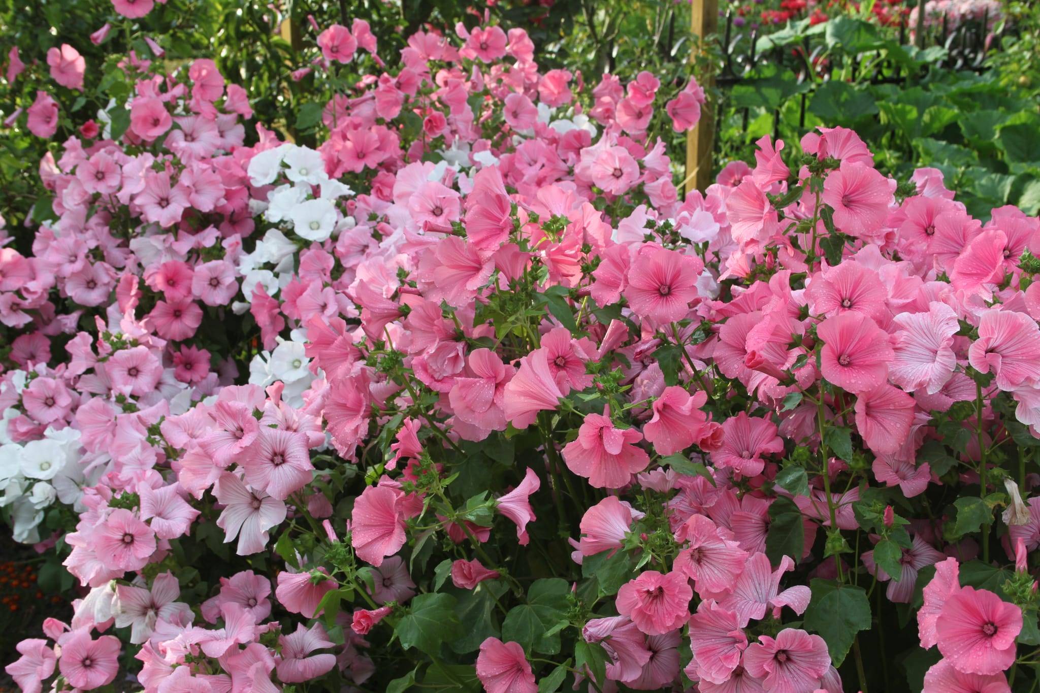 Lavatera 'Barnsley Silver' - Lavatère arbustif