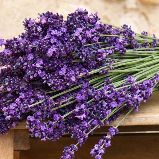 Lavandula angustifolia 'Munstead' - Lavande - Image 1