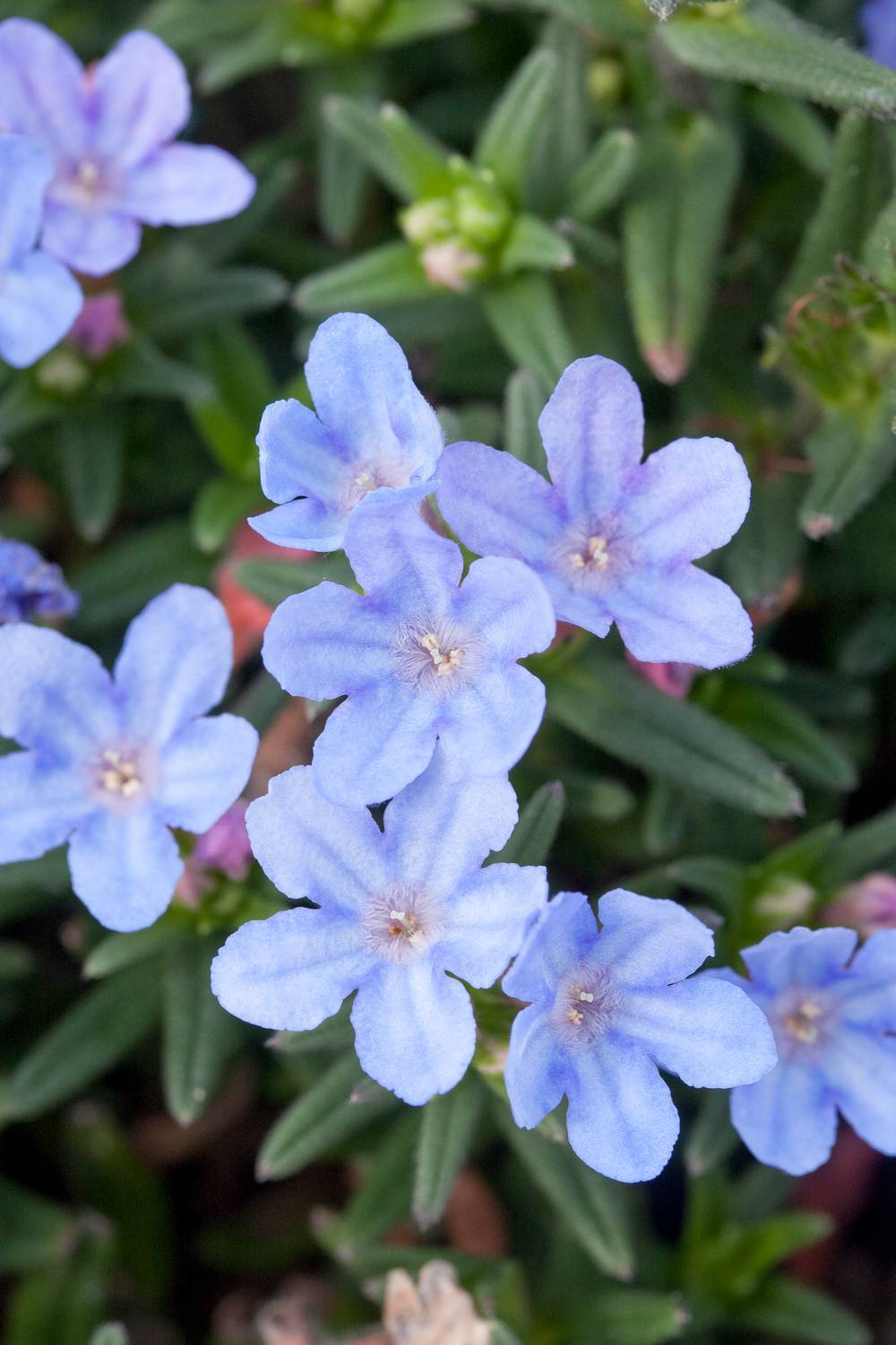 Lithodora diffusa 'Heavenly Blue'Théma: Réveil du jardin - Grémil