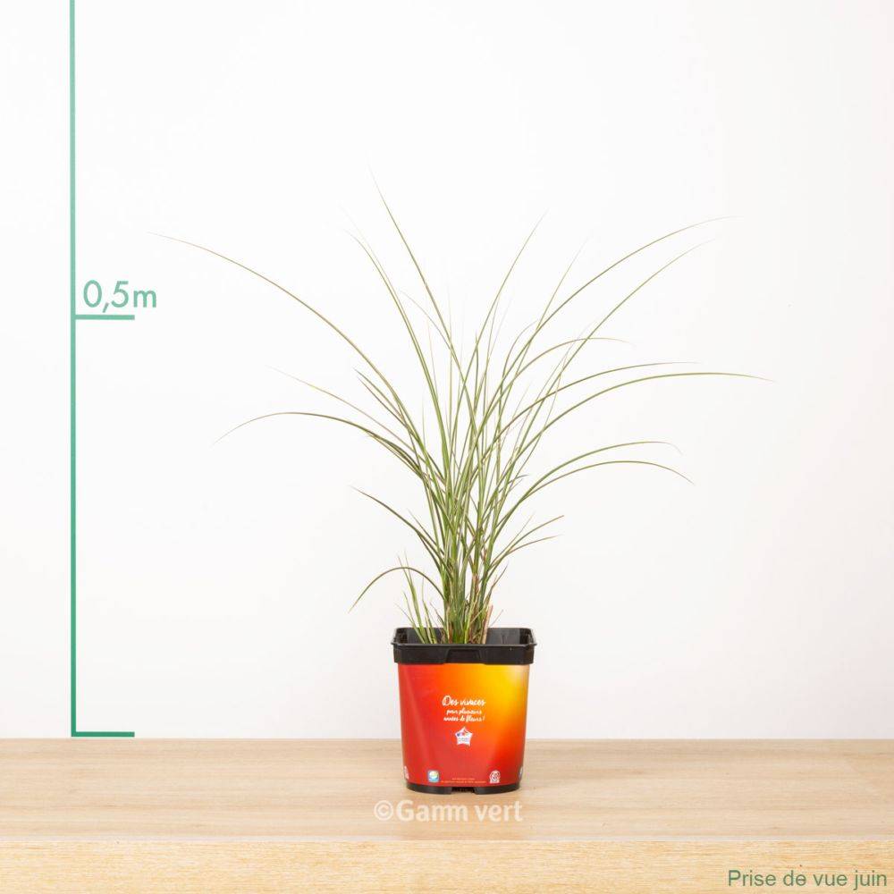 Miscanthus sinensis 'Morning Light' - Graminée Roseau de Chine - Image 5