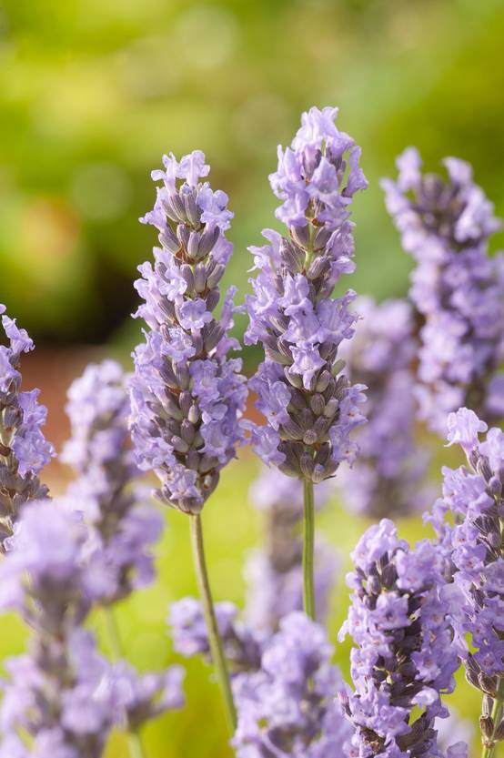 Lavandula intermedia 'Grosso' - Lavande
