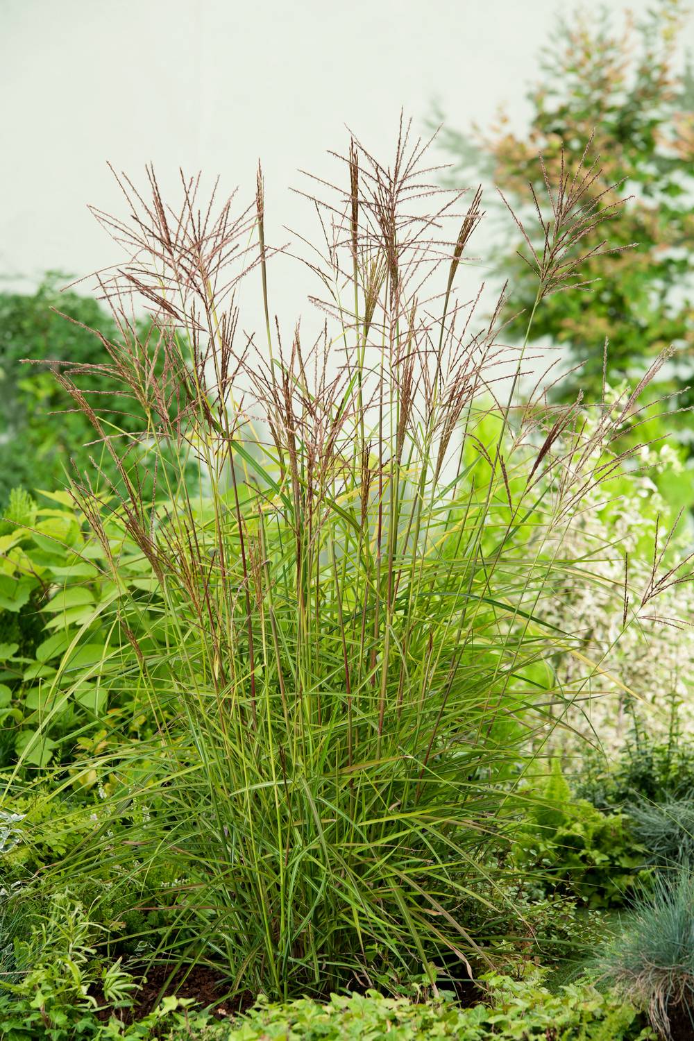 Miscanthus sinensis 'Gold Bar' - Graminée Roseau de Chine