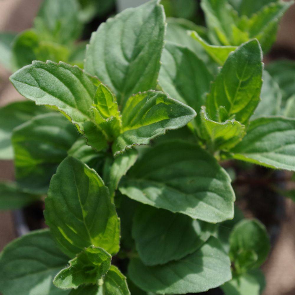 Menthe citron - Prêt à consommer - Image 2