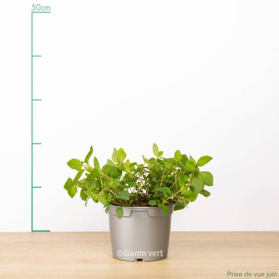 Menthe citron - Prêt à consommer - Image 1
