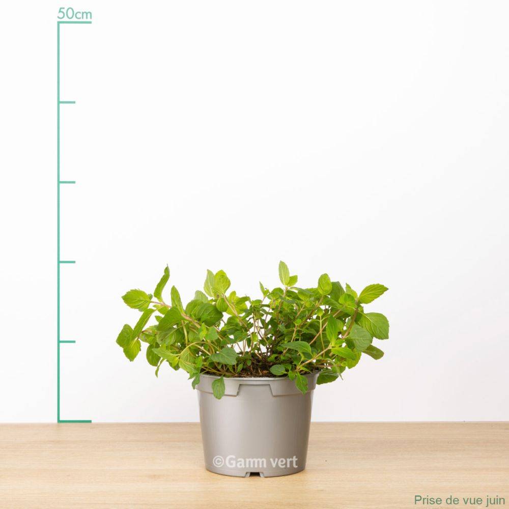 Menthe citron - Prêt à consommer - Image 1