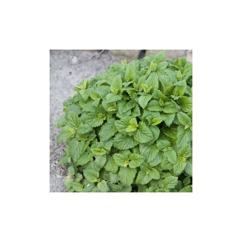 Mélisse citronnelle - Prêt à consommer