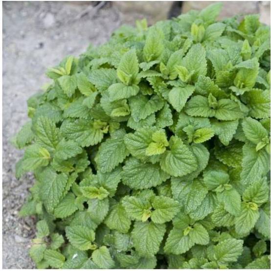 Mélisse citronnelle - Prêt à consommer - Image 3