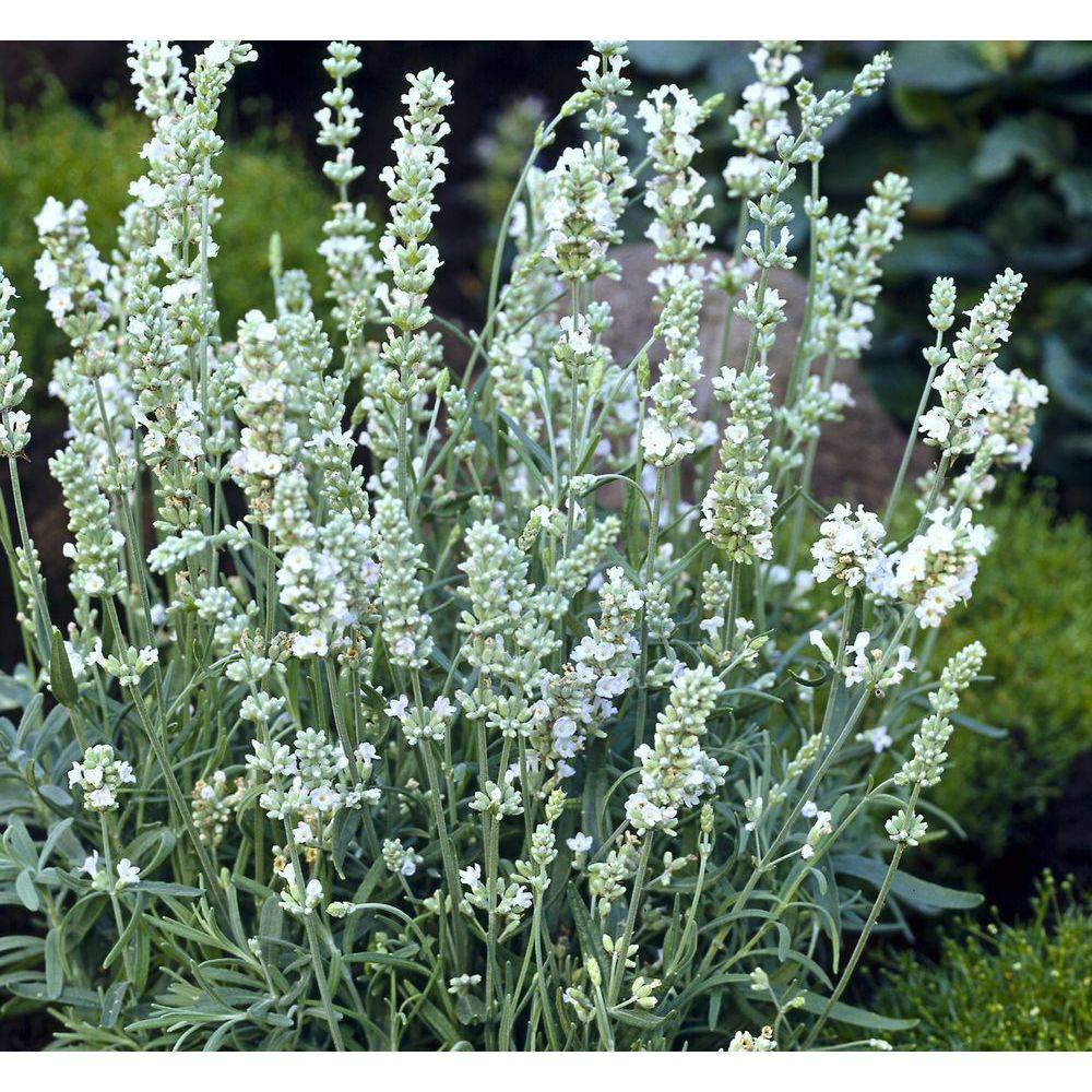 Lavandula x intermedia 'Edelweiss' - Lavande - Image 1