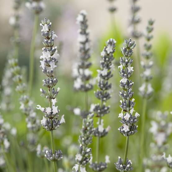 Lavandula x intermedia 'Edelweiss' - Lavande - Image 2