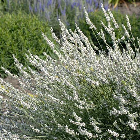 Lavandula x intermedia 'Edelweiss' - Lavande - Image 3