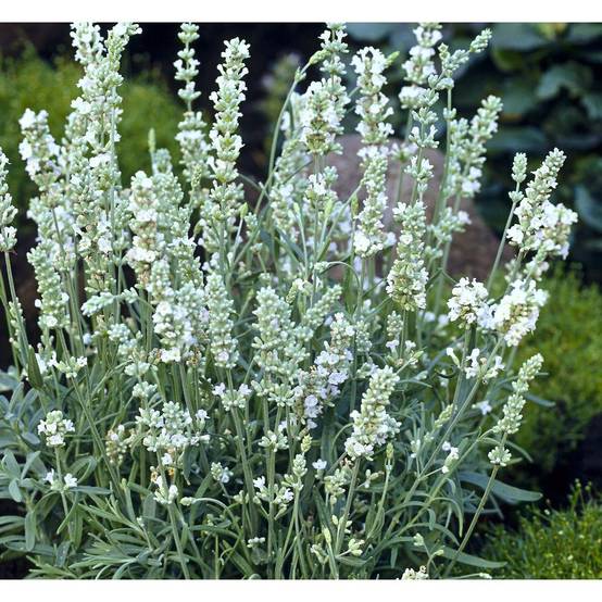 Lavandula x intermedia 'Edelweiss' - Lavande - Image 6