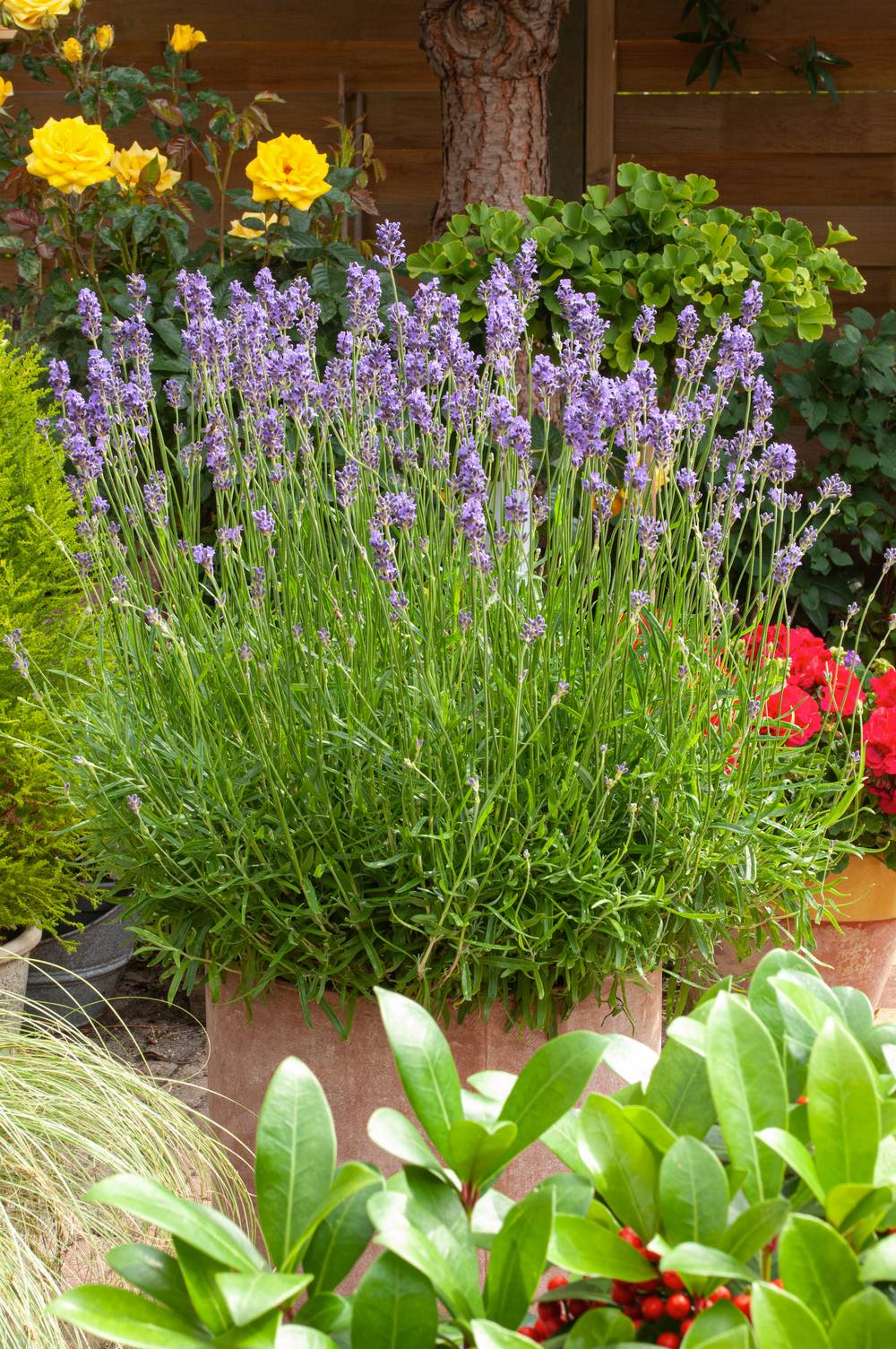 Lavandula angustifolia 'Munstead' - Lavande