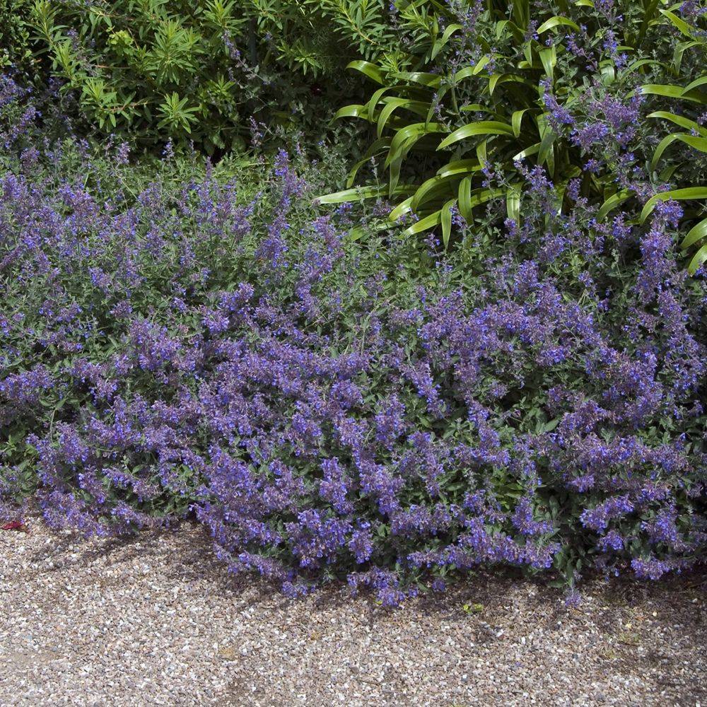 Nepeta mussinii - Menthe à chat - Image 4