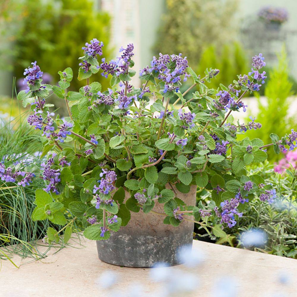 Nepeta mussinii - Menthe à chat - Image 7
