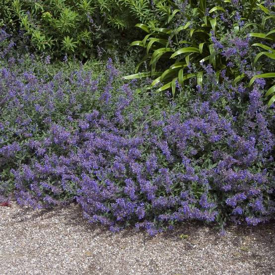 Nepeta mussinii - Menthe à chat - Image 12