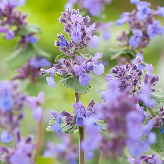Nepeta mussinii - Menthe à chat - Image 11