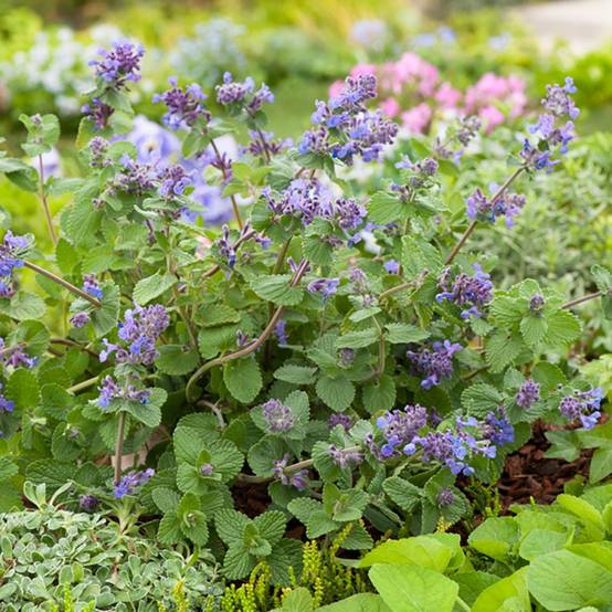 Nepeta mussinii - Menthe à chat - Image 10