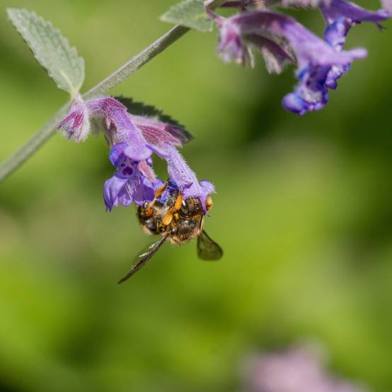 Nepeta mussinii - Menthe à chat - Image 9
