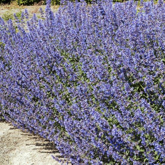 Nepeta mussinii - Menthe à chat - Image 13
