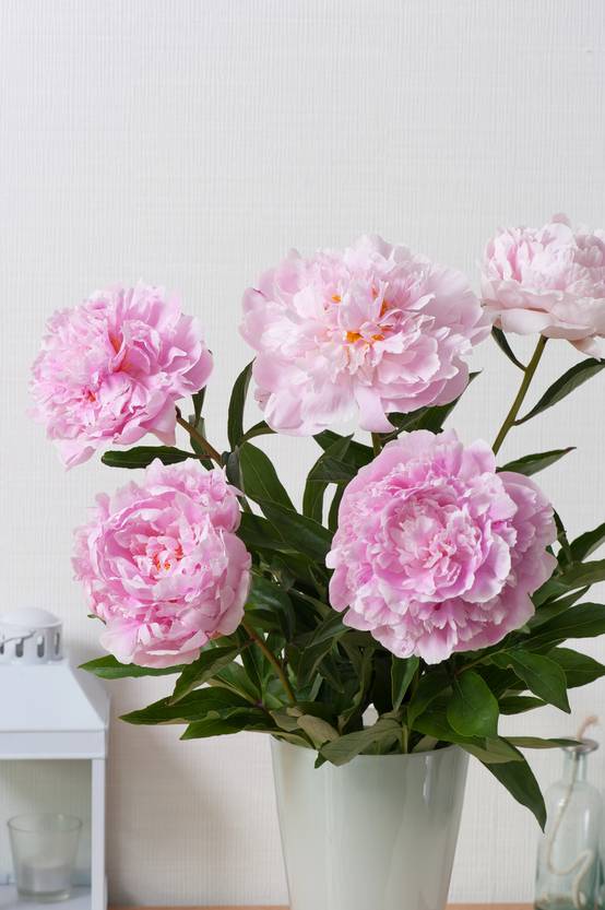 Pivoine herbacée Sarah Bernhardt - Paeonia