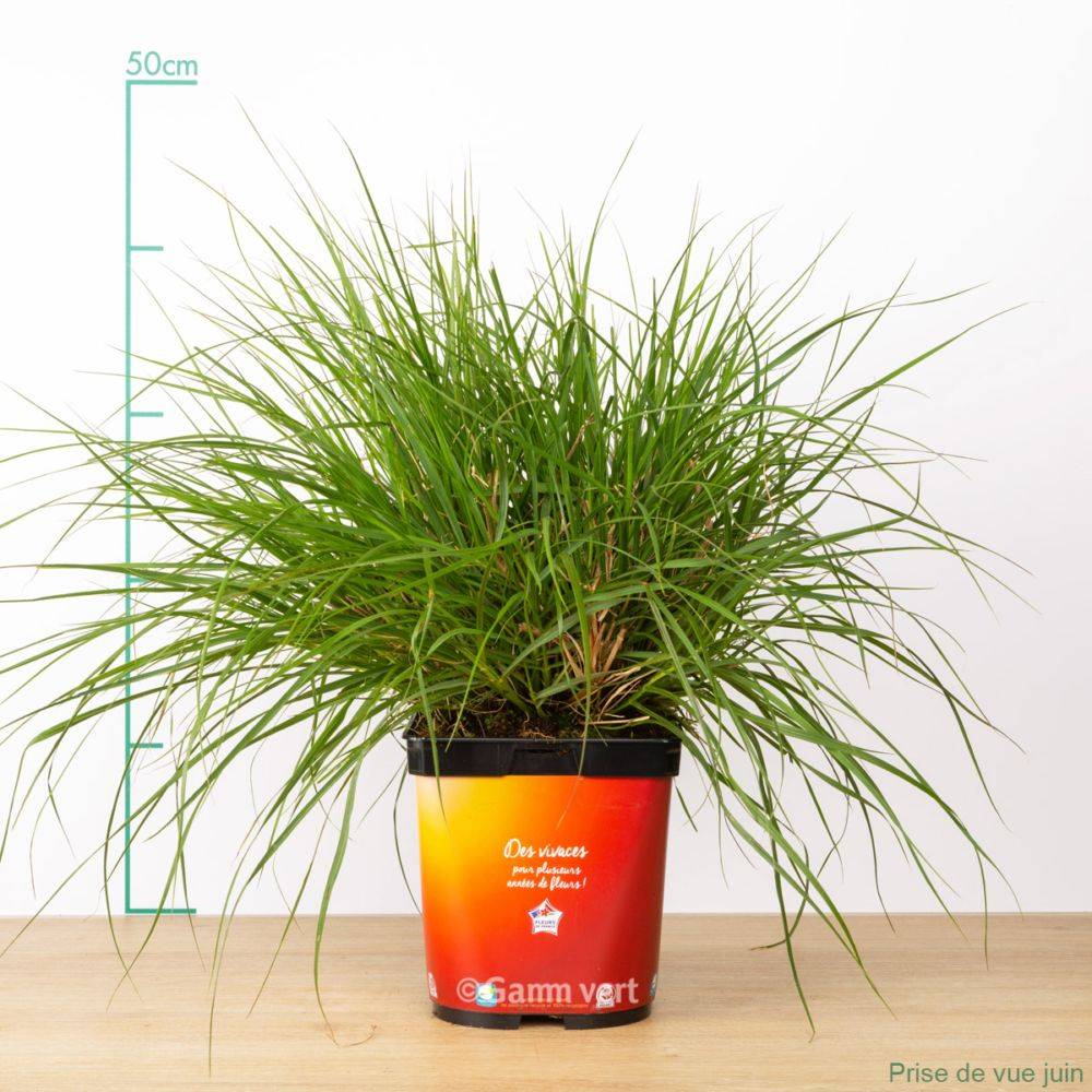Pennisetum alopecuroides 'Little Bunny' - Graminée Herbe aux écouvillons - Image 13