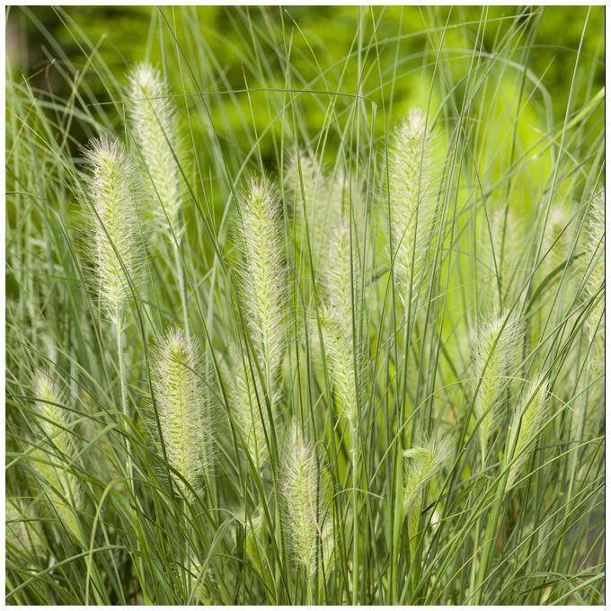 Pennisetum alopecuroides 'Little Bunny' - Graminée Herbe aux écouvillons - Image 15