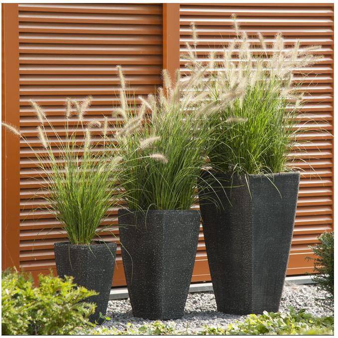 Pennisetum alopecuroides 'Little Bunny' - Graminée Herbe aux écouvillons - Image 11
